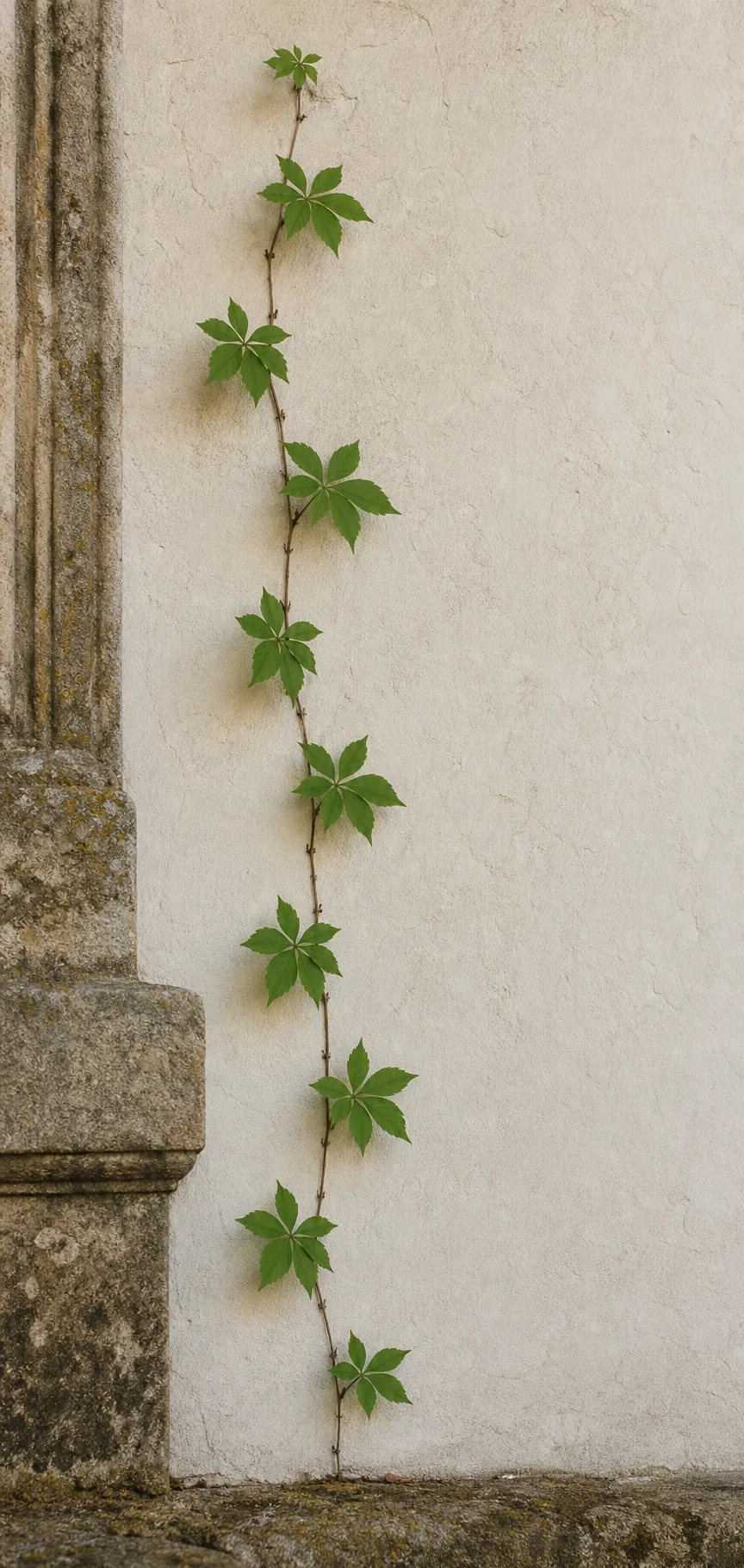 A climbing vine forming a clear, connected pattern across a wall